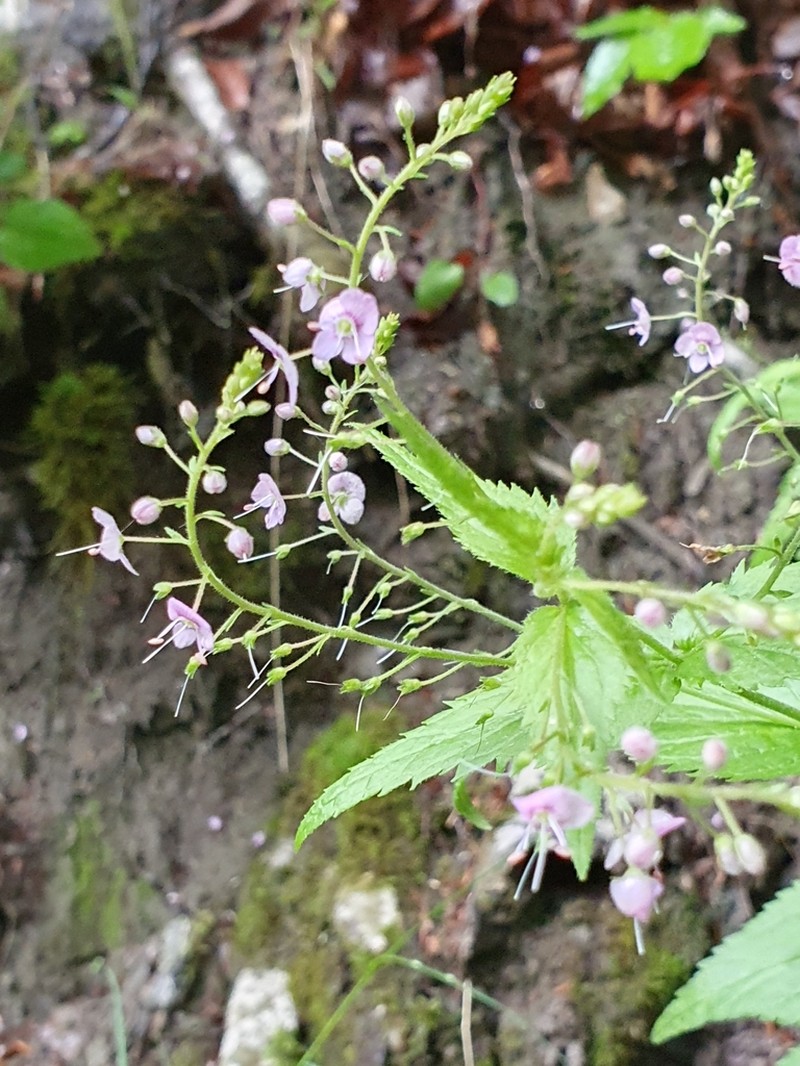 Veronica urticifolia photo 7