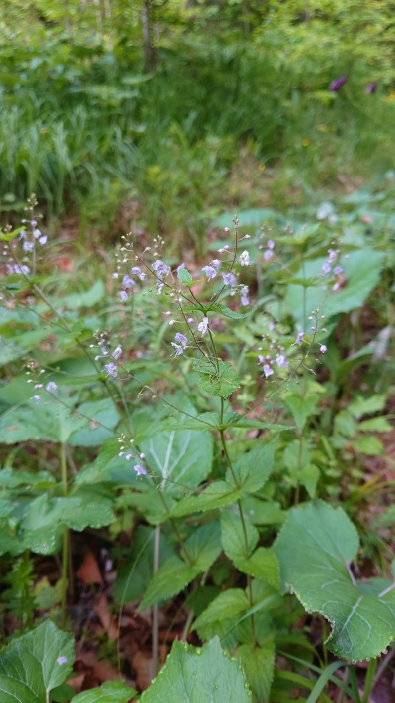 Veronica urticifolia photo 8