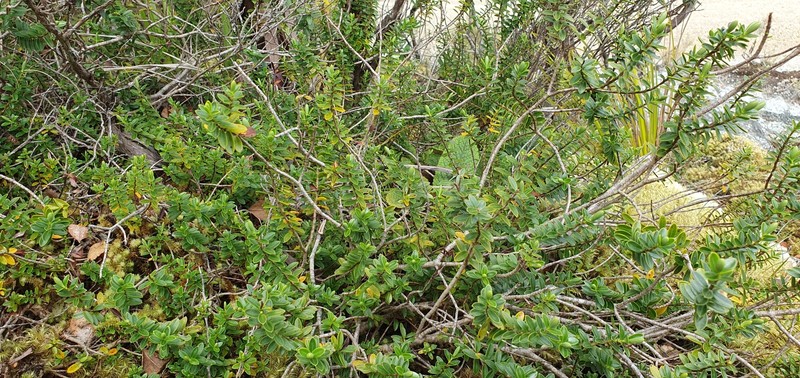 Veronica urvilleana photo 5