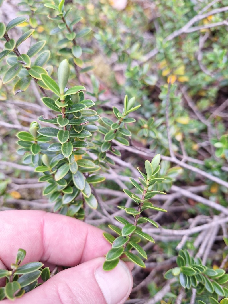 Veronica urvilleana photo 6