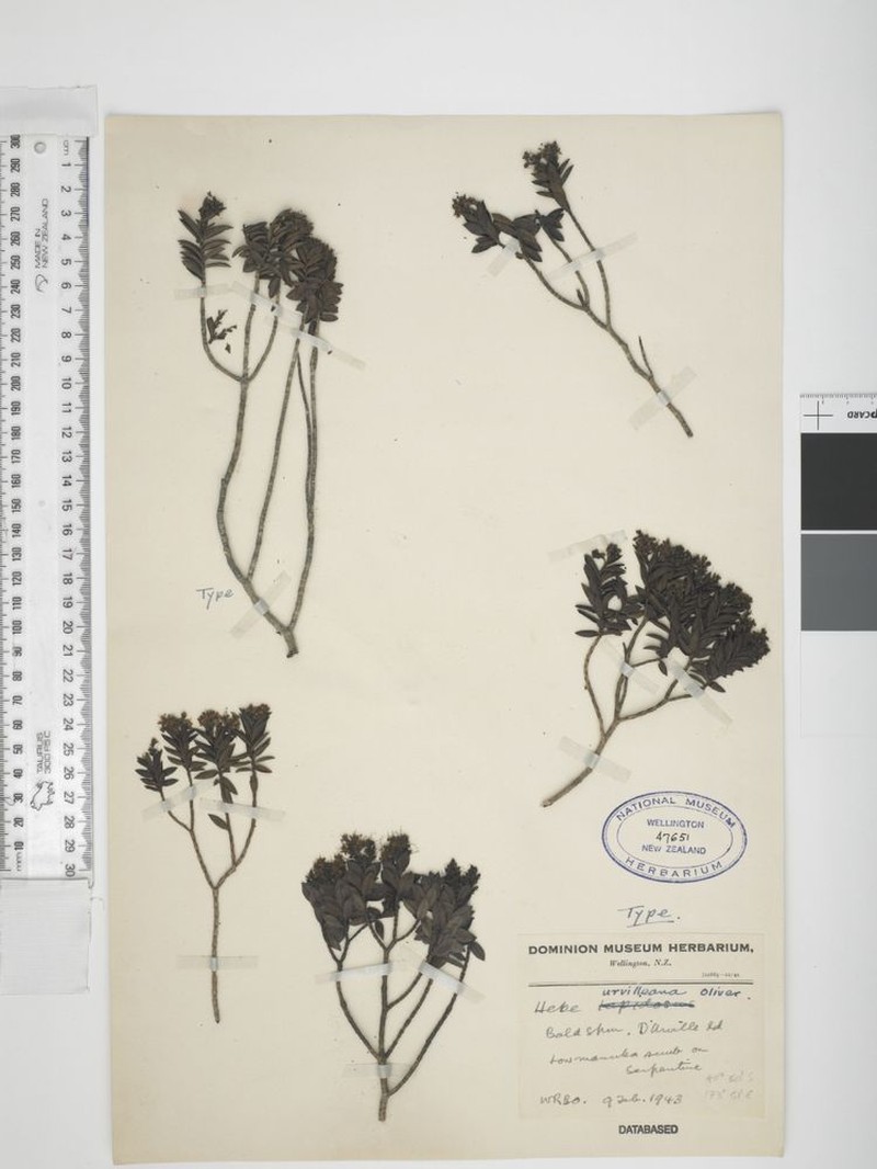 Veronica urvilleana photo 7