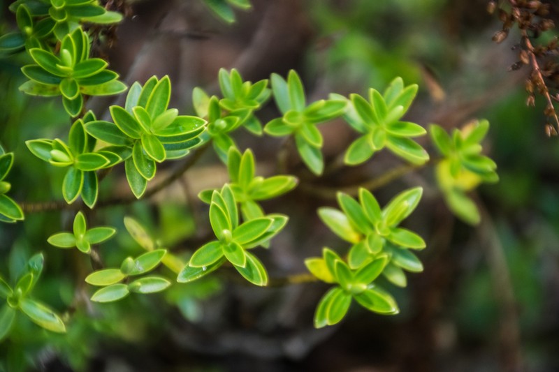 Veronica urvilleana