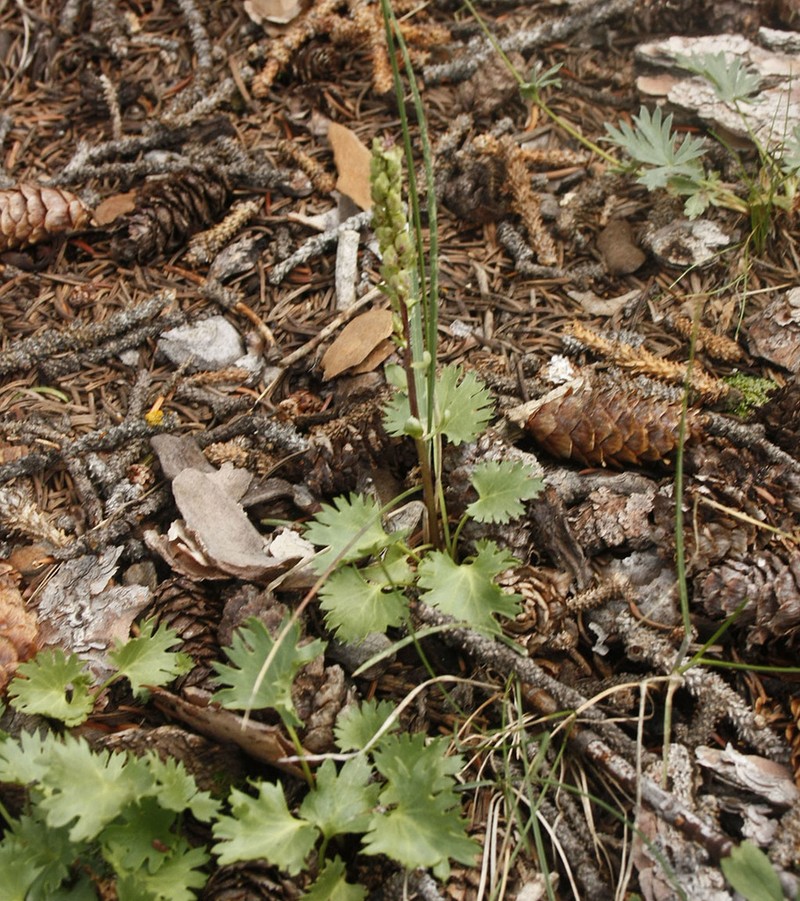 Western Kittentails photo 5