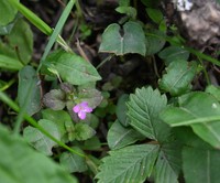 Veronica vandellioides