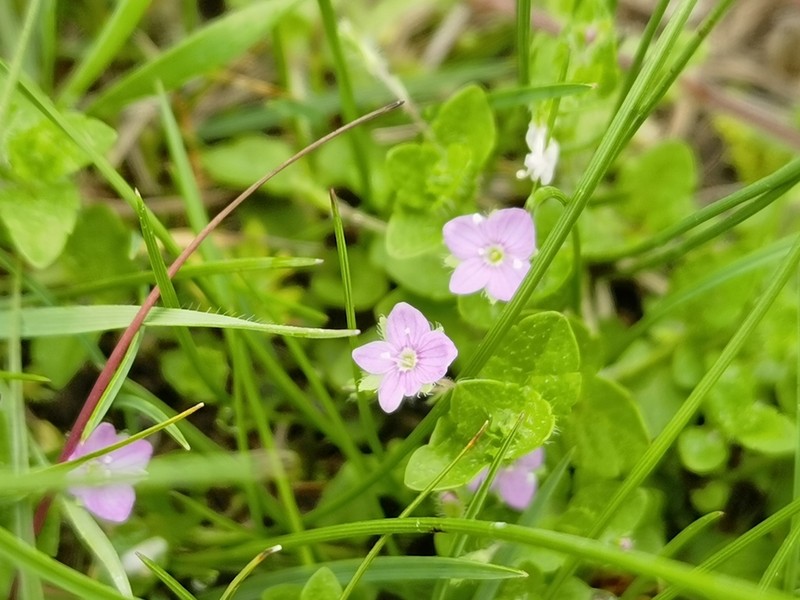 Veronica vandellioides photo 2