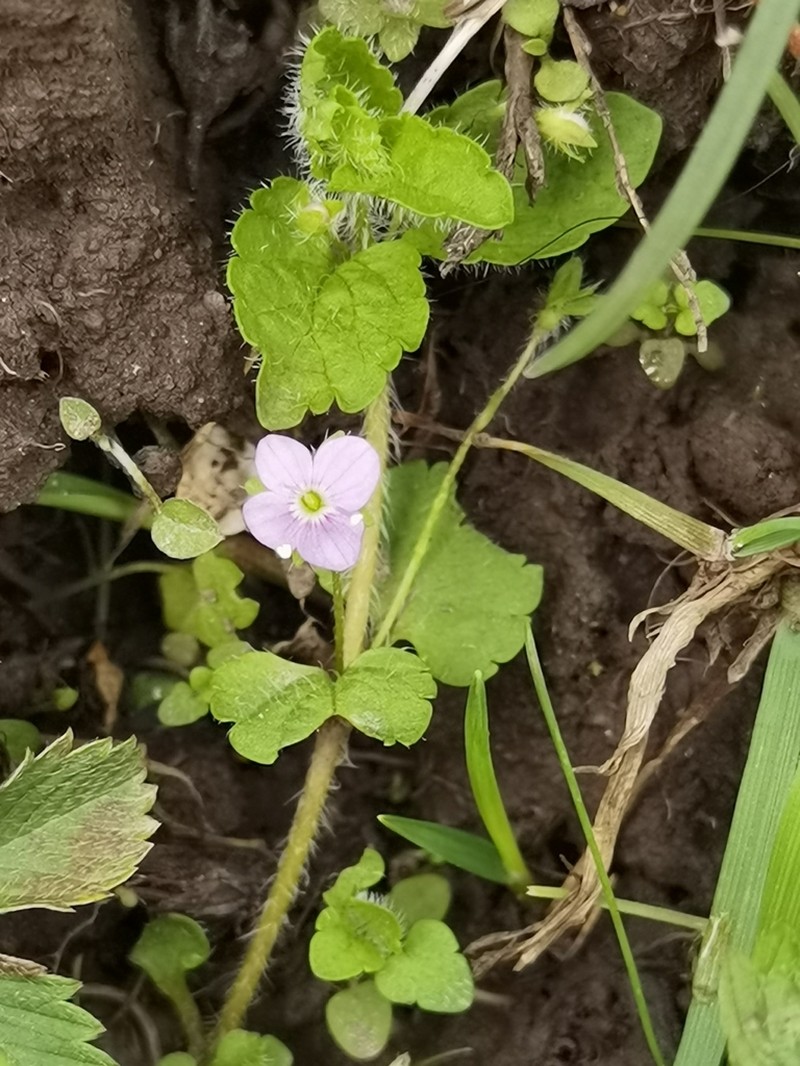 Veronica vandellioides photo 3