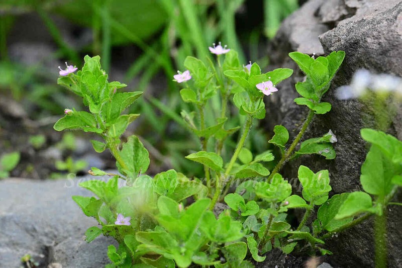 Veronica vandellioides photo 4
