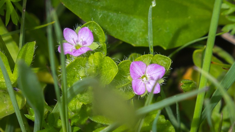 Veronica vandellioides photo 5