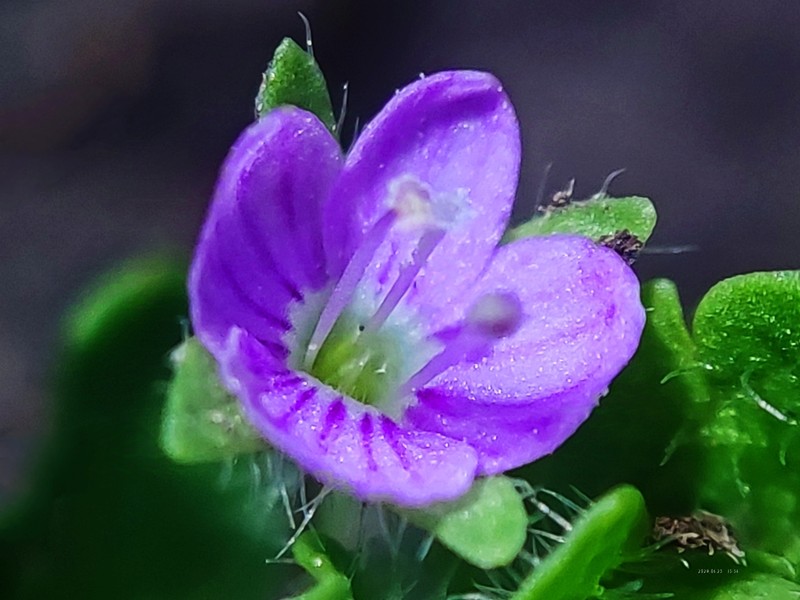 Veronica vandellioides photo 6