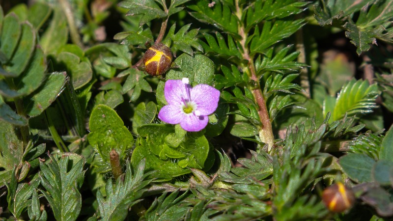 Veronica vandellioides photo 7