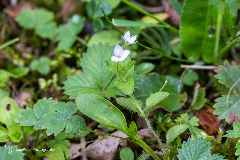 Veronica vandellioides photo 8