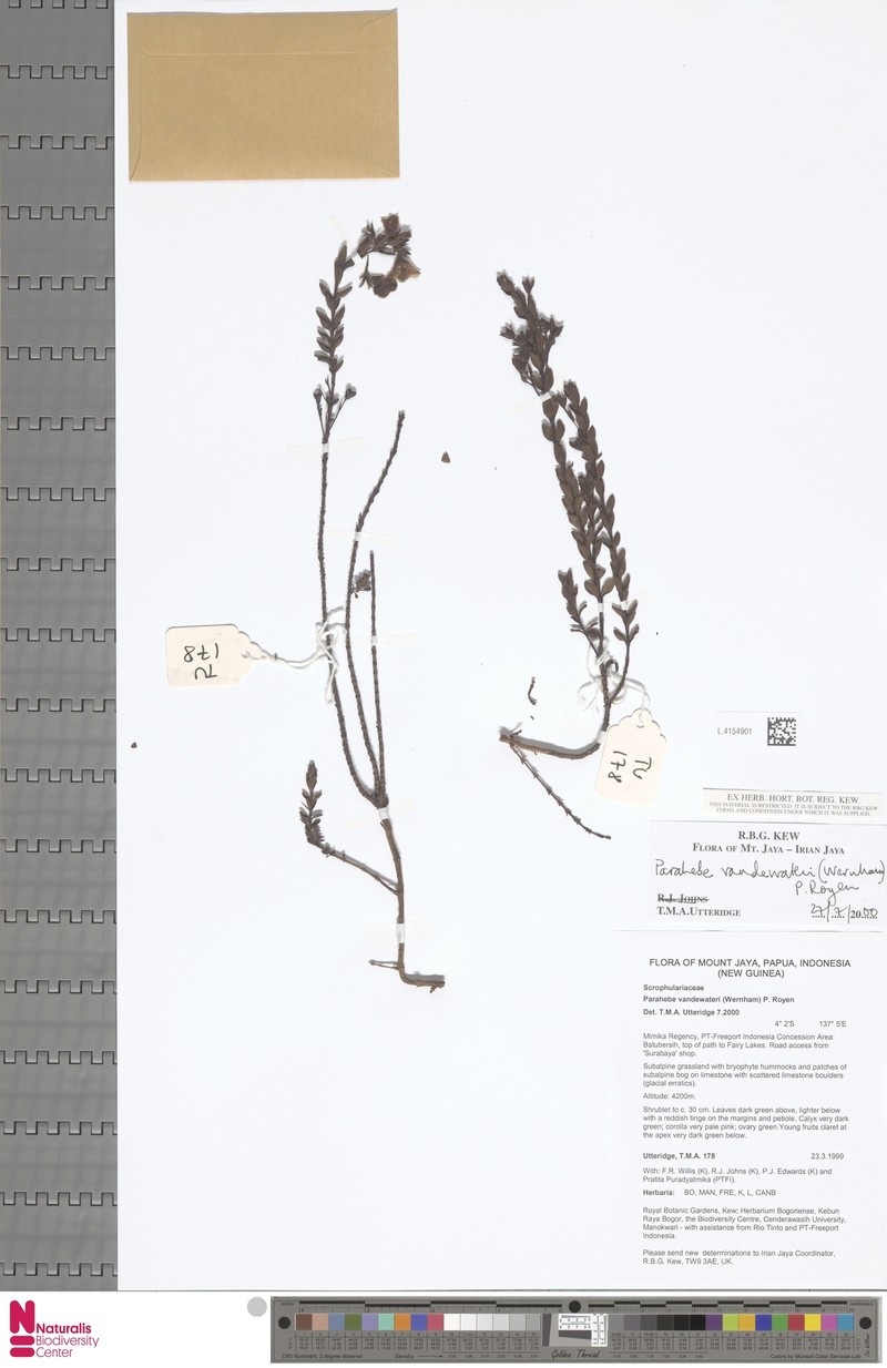 Veronica vandewateri