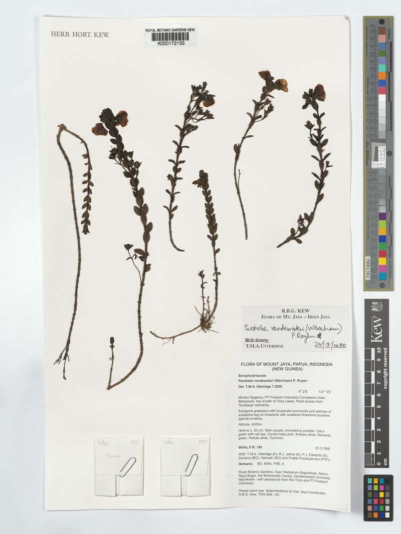 Veronica vandewateri photo 2