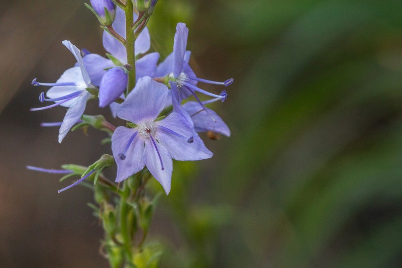 Veronica velutina