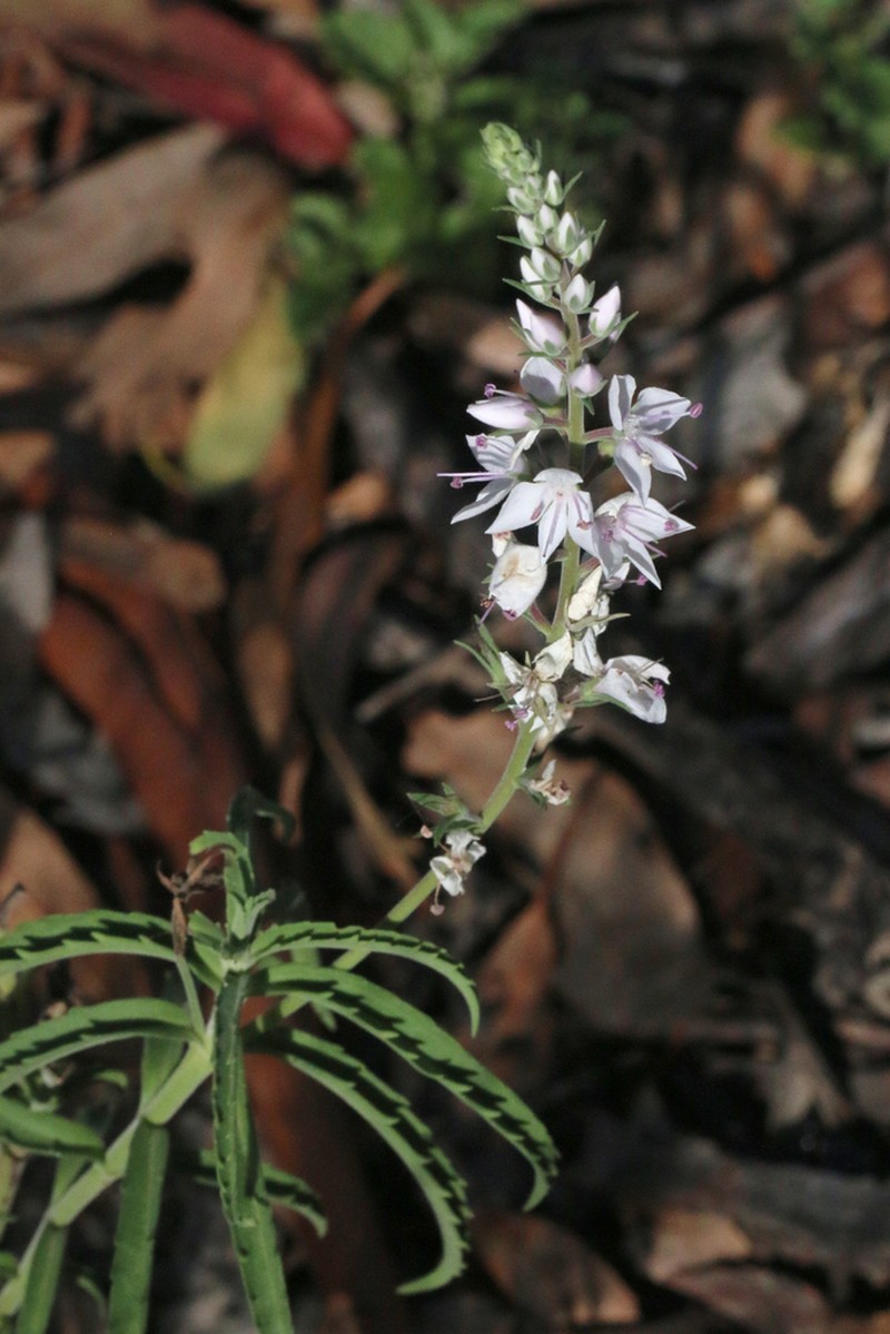 Veronica velutina photo 2