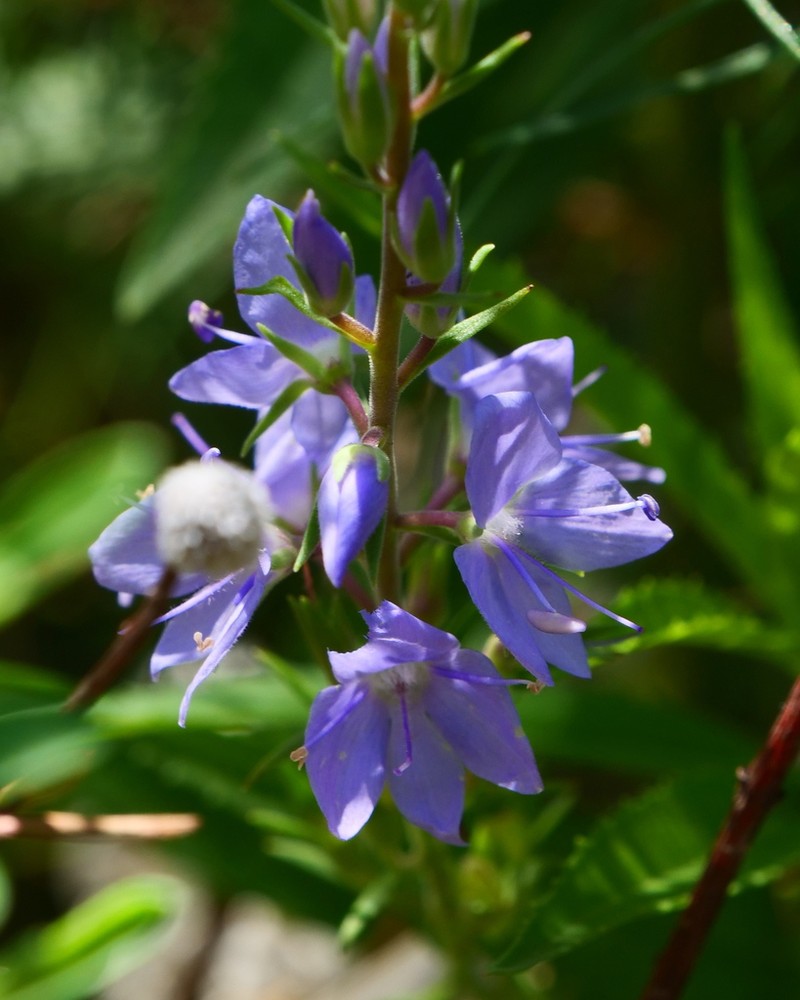 Veronica velutina photo 3