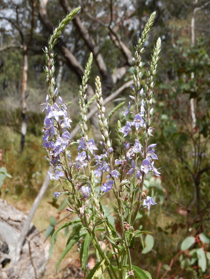 Veronica velutina photo 4