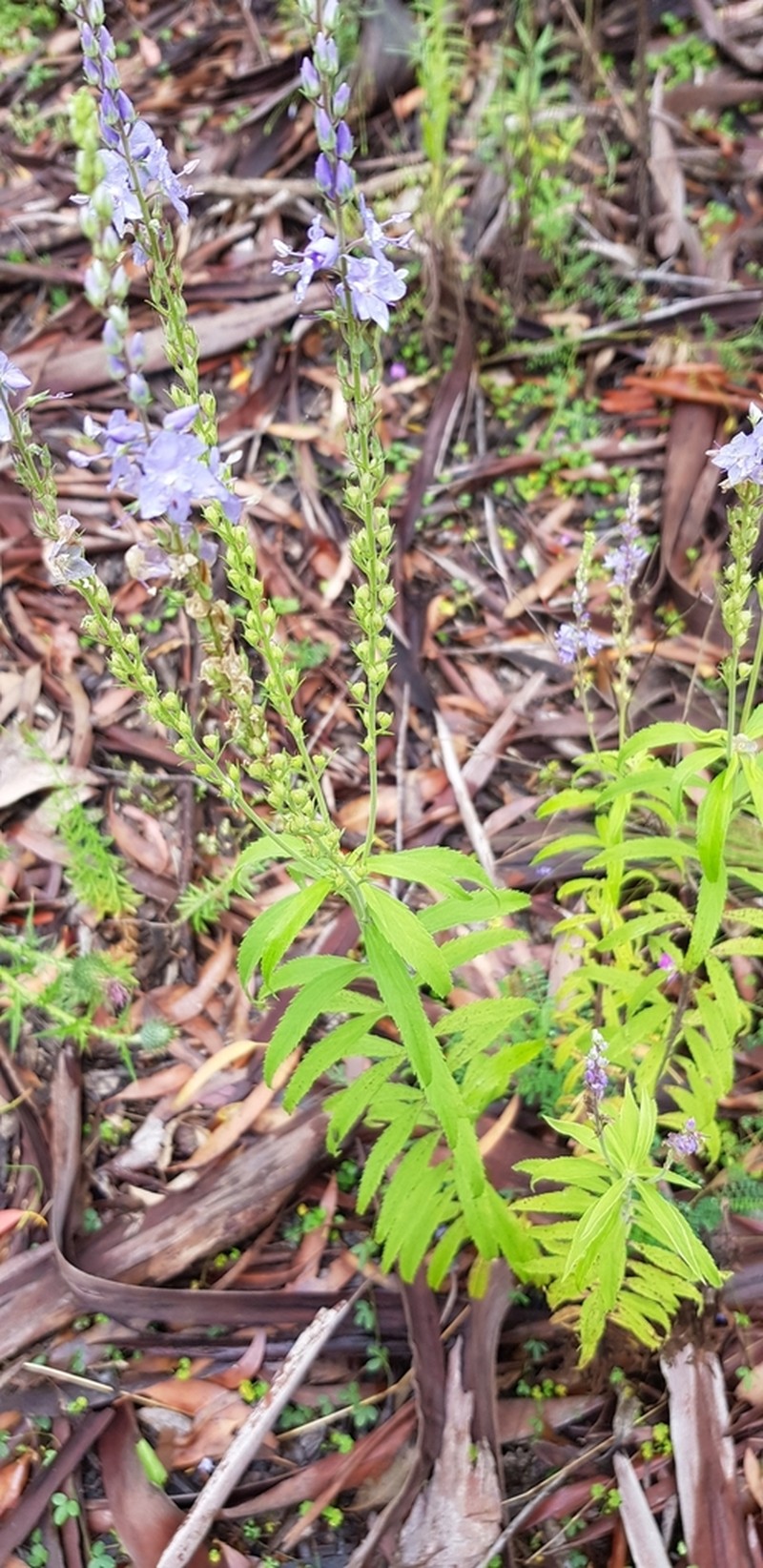 Veronica velutina photo 5