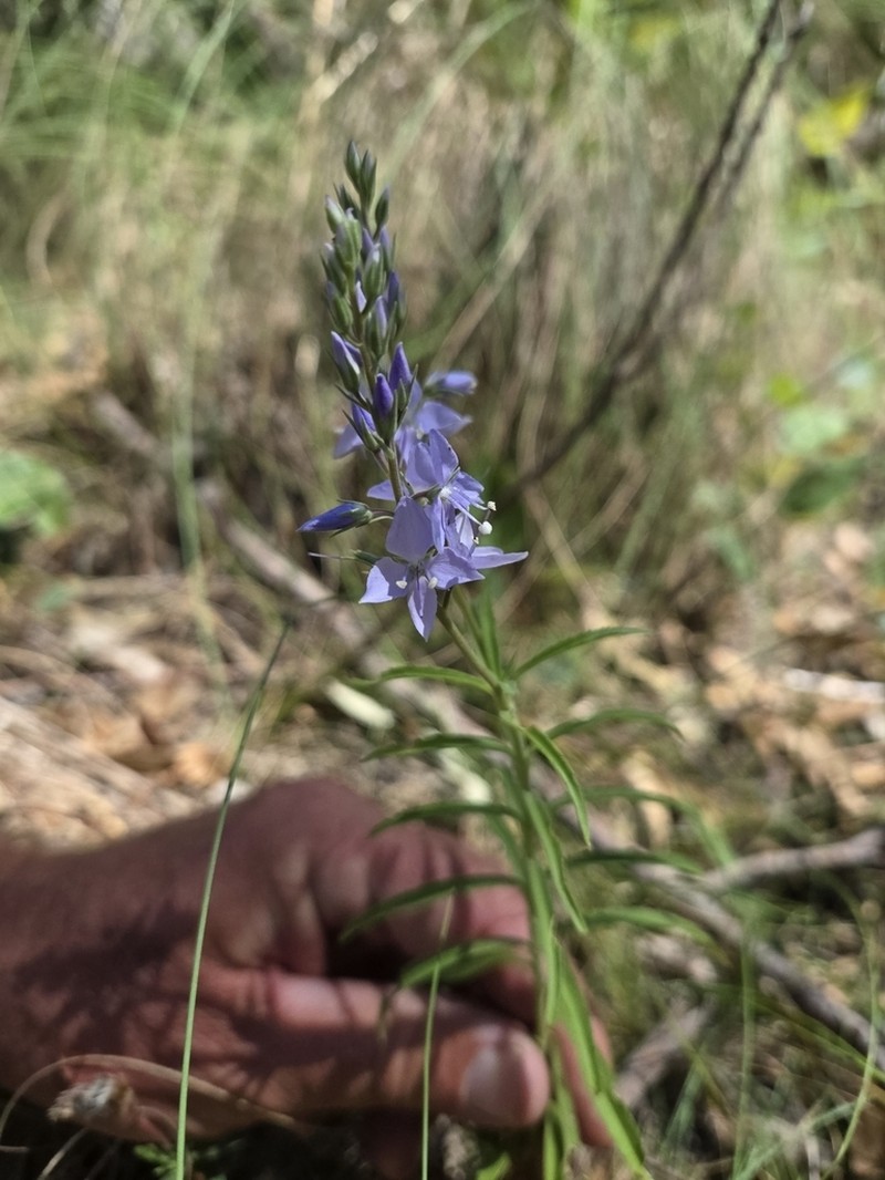 Veronica velutina photo 6