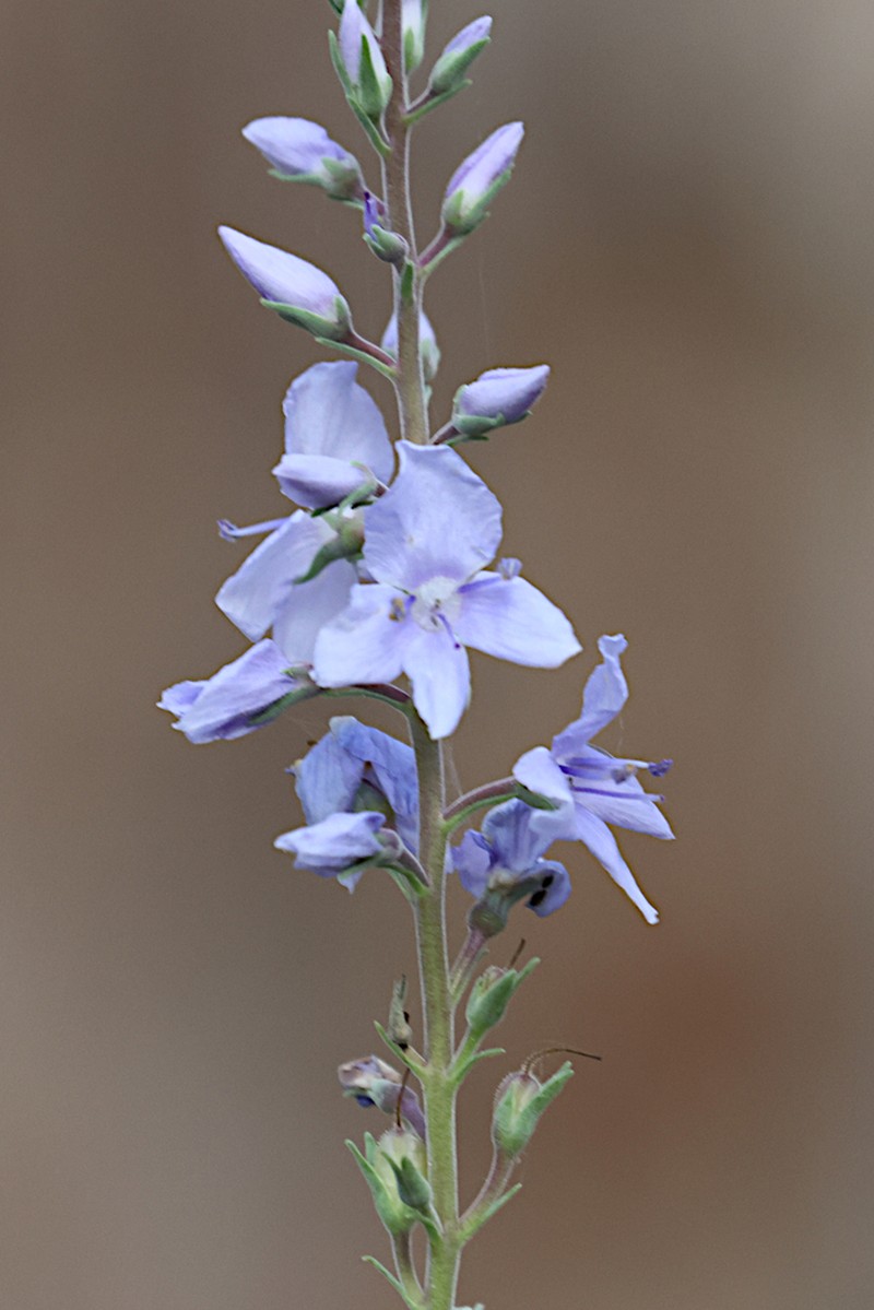 Veronica velutina photo 7
