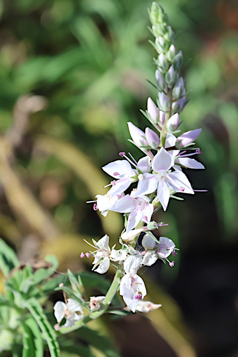 Veronica velutina photo 8