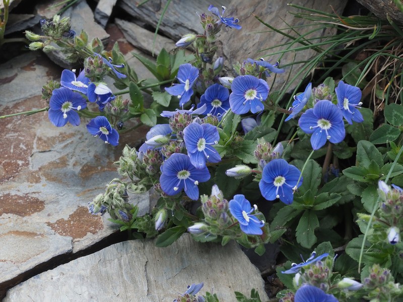 Veronica vendettadeae