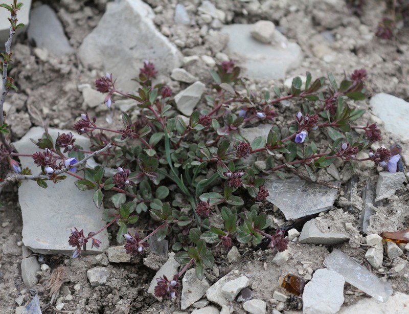 Veronica vendettadeae photo 2