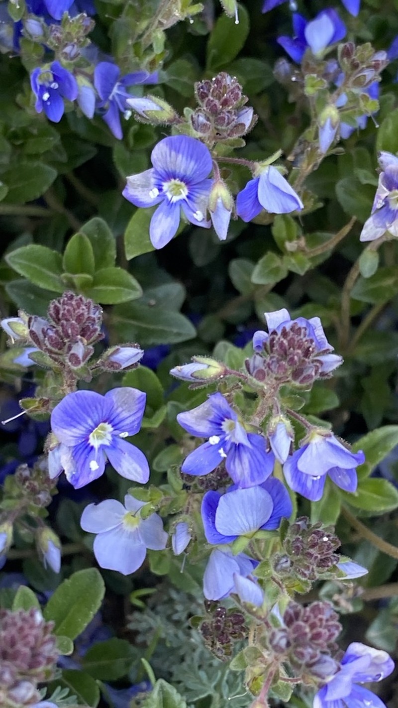 Veronica vendettadeae photo 3