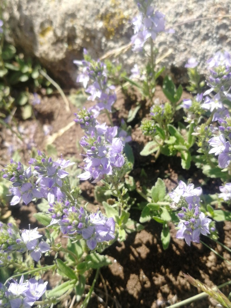 Veronica vendettadeae photo 4