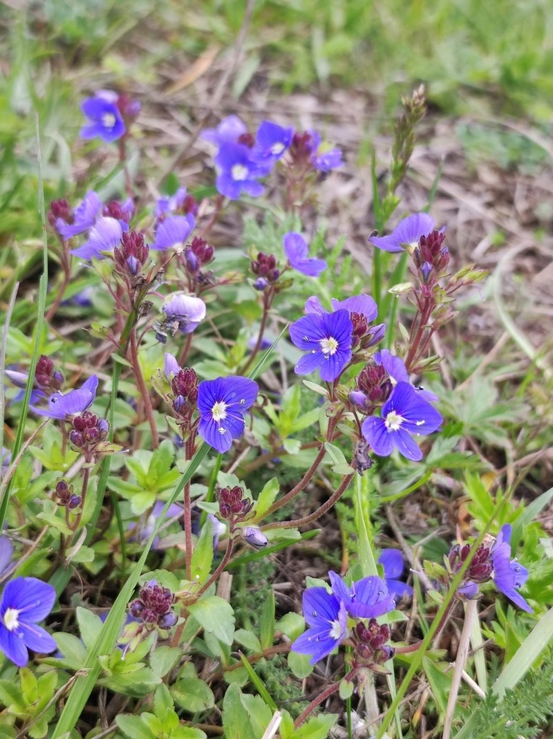 Veronica vendettadeae photo 6