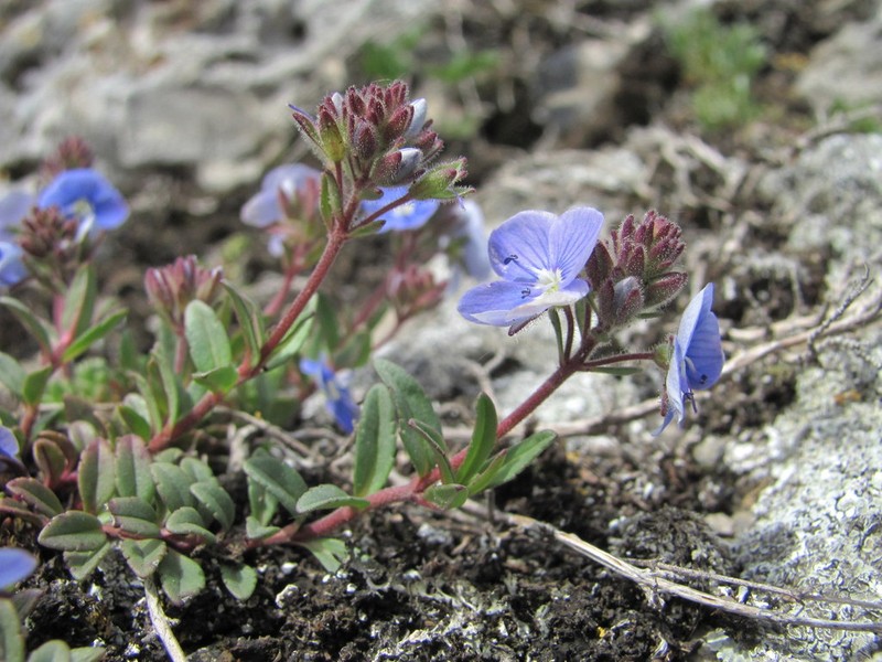 Veronica vendettadeae photo 8