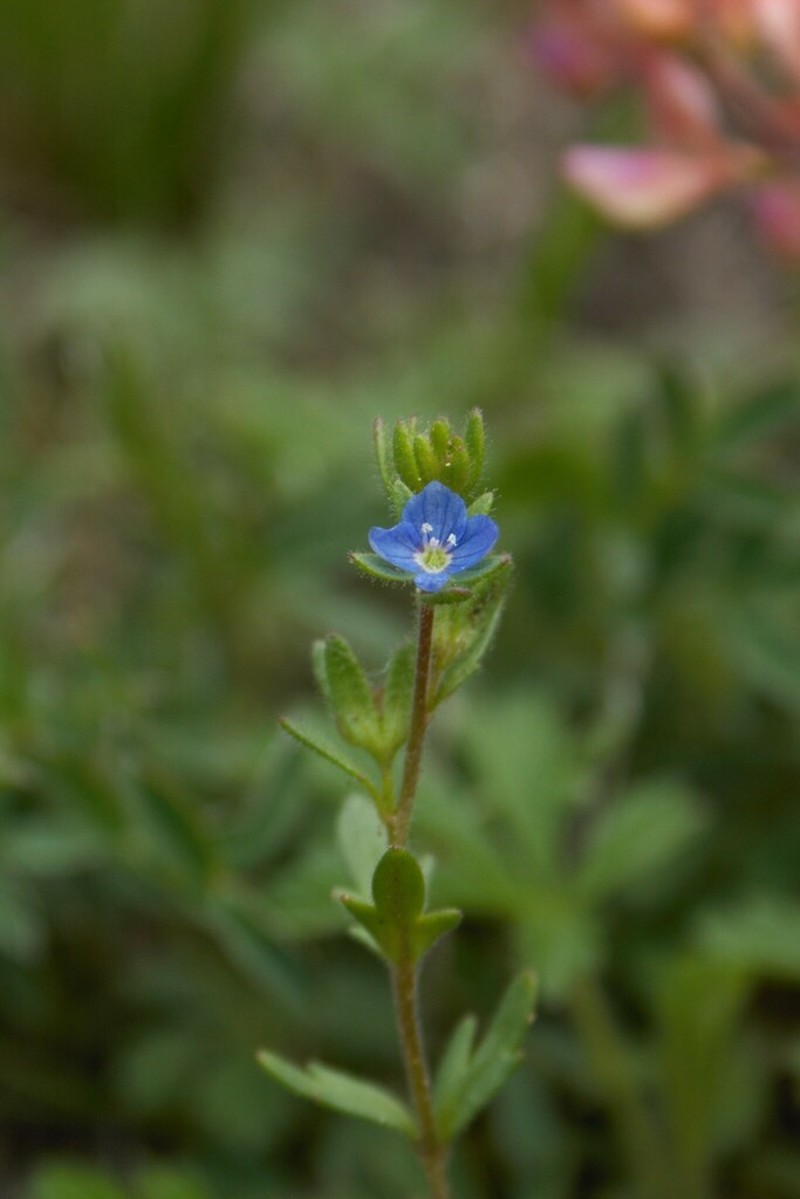 Spring Speedwell photo 2