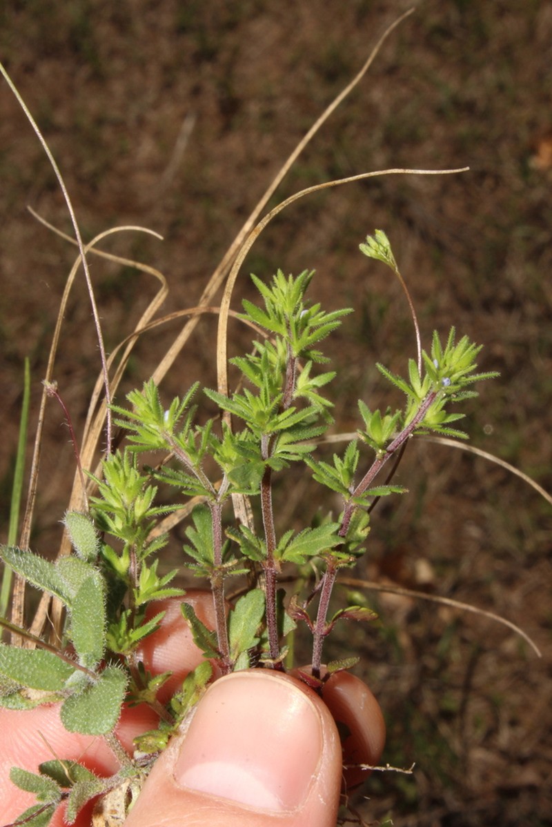 Spring Speedwell photo 3