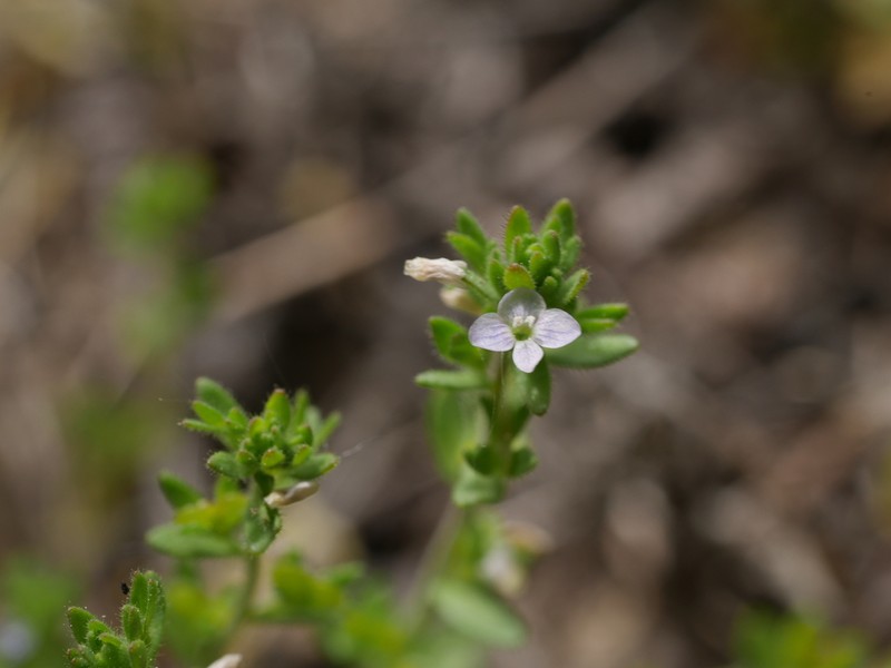 Spring Speedwell photo 4