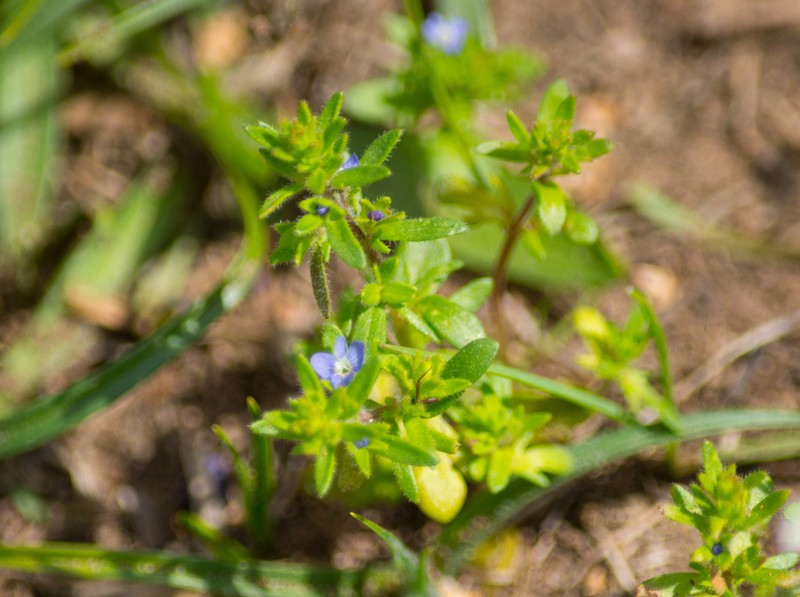 Spring Speedwell photo 5