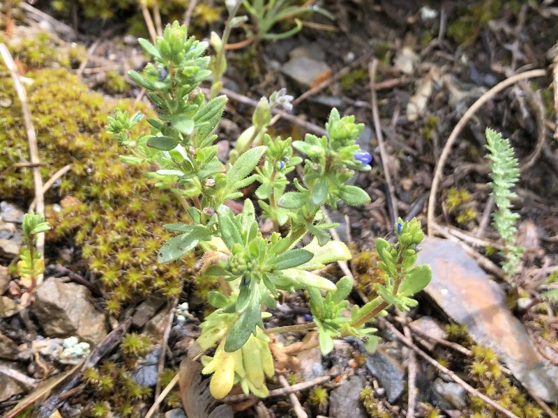 Spring Speedwell photo 6