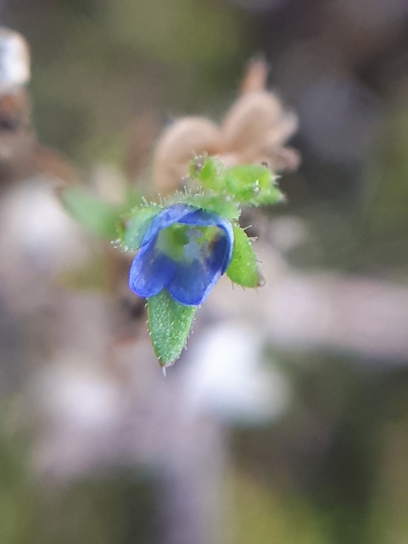 Spring Speedwell photo 7