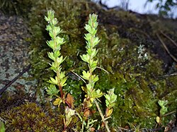 Spring Speedwell