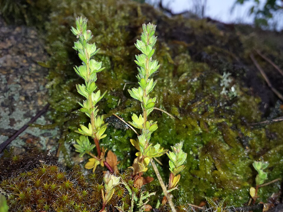 Spring Speedwell