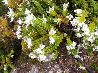 Veronica vernicosa