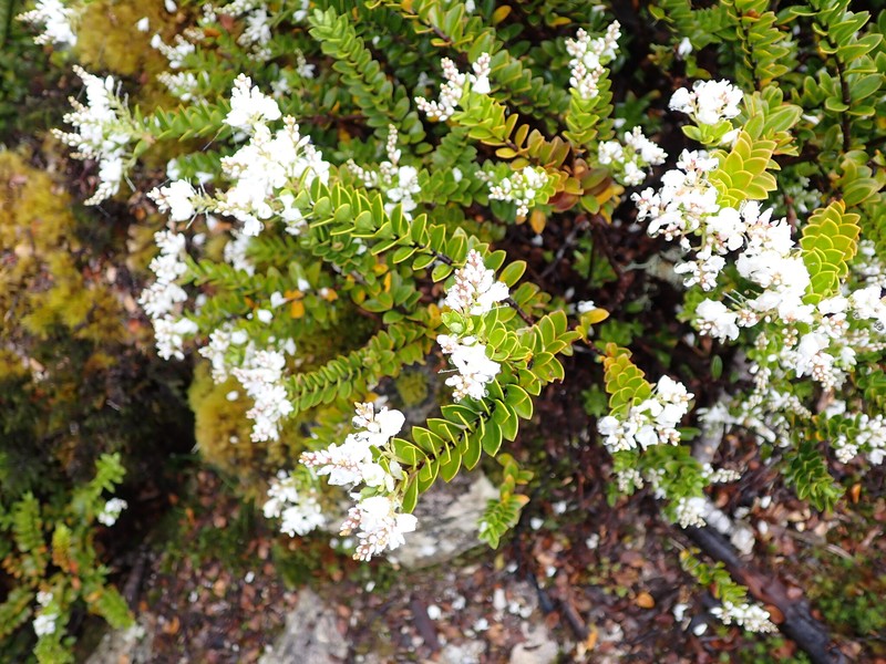 Veronica vernicosa