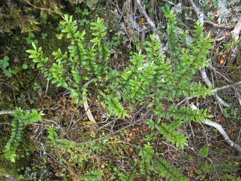Veronica vernicosa photo 2