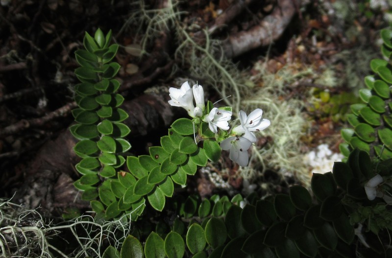 Veronica vernicosa photo 3