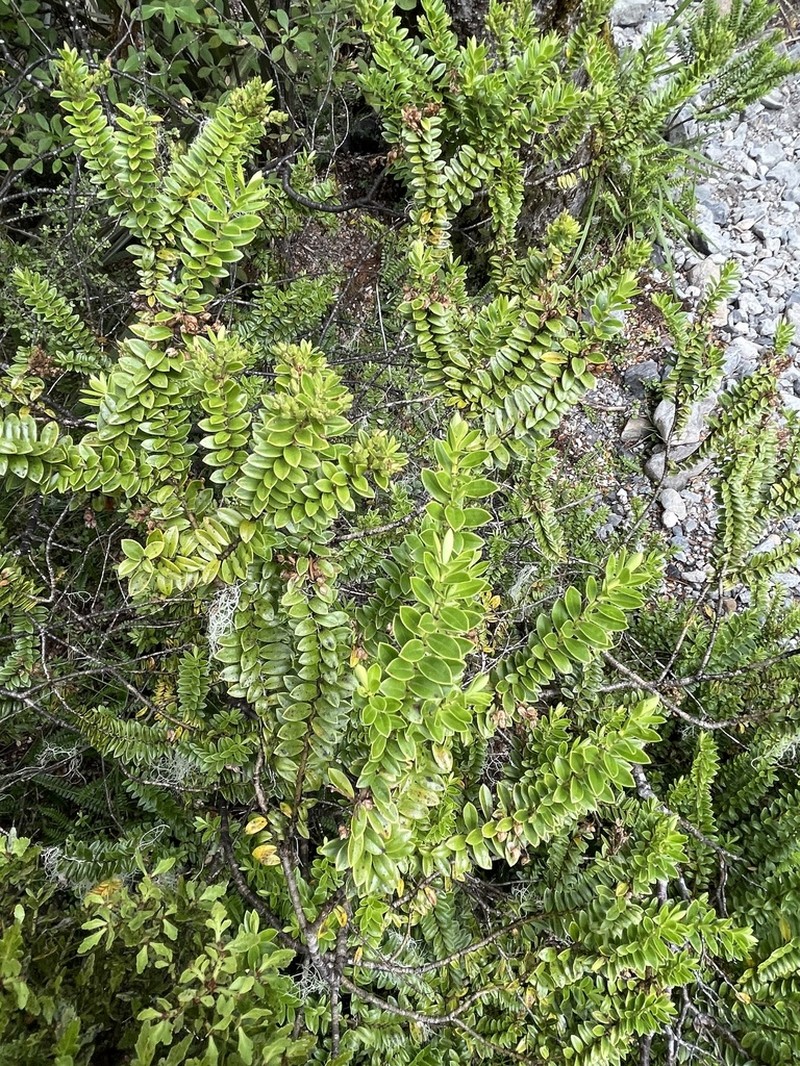 Veronica vernicosa photo 4