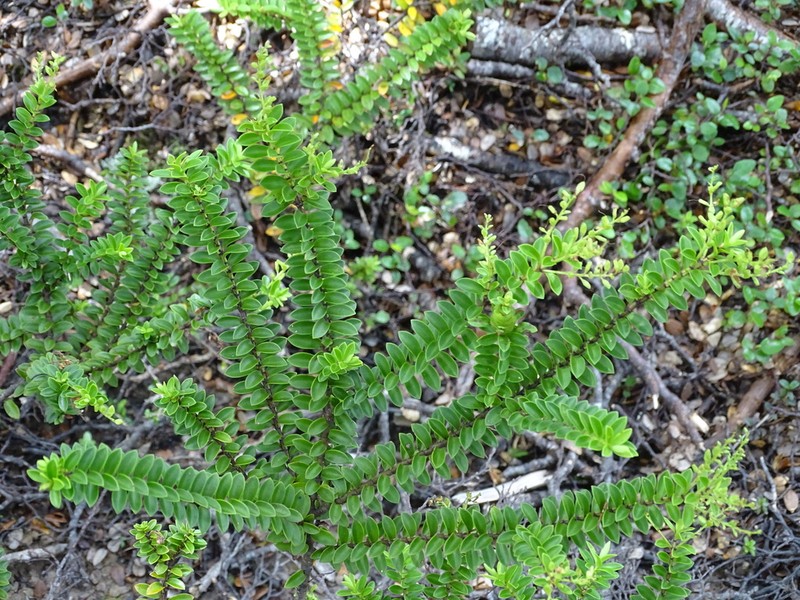 Veronica vernicosa photo 5