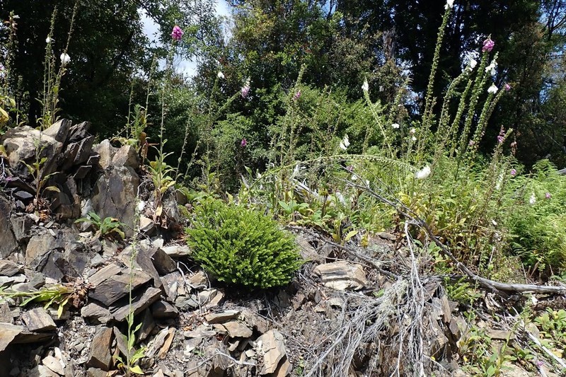 Veronica vernicosa photo 6
