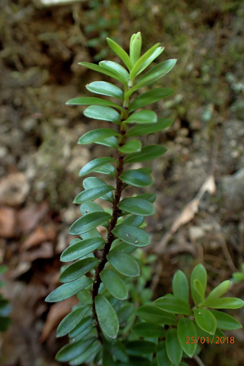 Veronica vernicosa photo 7