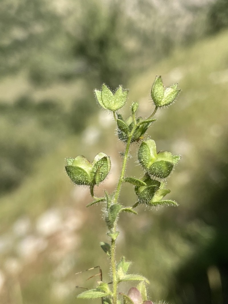 Veronica viscosa