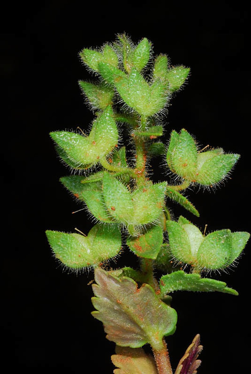 Veronica viscosa photo 2