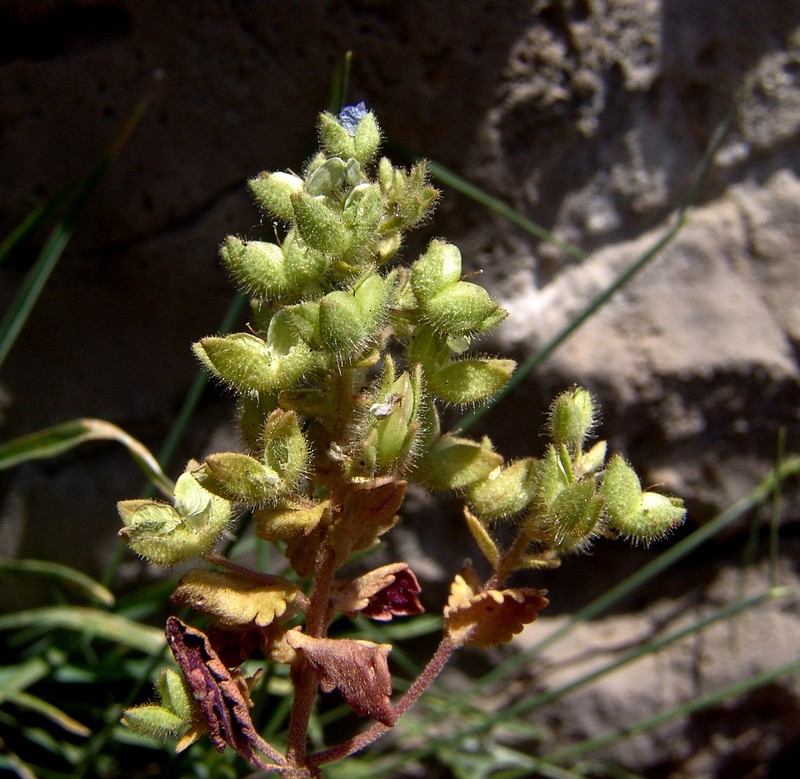 Veronica viscosa photo 3